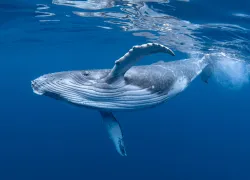 humpback-whale-shutterstock-craig-lambert-photography.jpg.webp