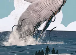 humpback-whale.jpg.webp