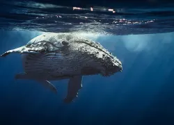humpback-whaledeaths.jpg.webp