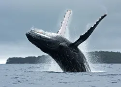 humpback_shutterstock_.jpg.webp