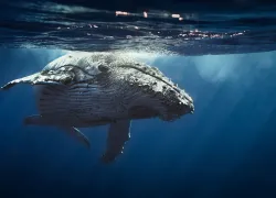 humpback_whale_shutterstock.jpg.webp