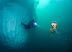 ice-diver-jellyfish-michael-green.png.webp