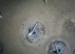 icefish-in-weddell-sea-x.jpeg.webp