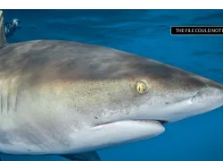 imaging-.jpg.webp