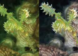 imaging-_.jpg.webp