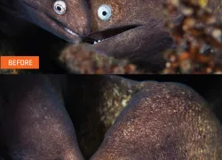 imaging-lightroom-tutorial-before-and-after-eel.jpg.webp