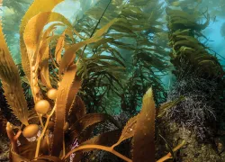 immersive-reef-scenes-.jpg.webp