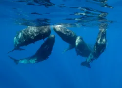 indian-ocean-sperm-whales-shutterstock-wildestanimal.jpg.webp