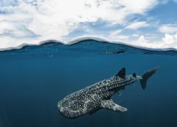 indonesia-shutterstock.jpg.webp