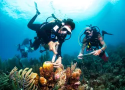 intothefield.coraldisease.scubadivingmag.june.jpg.webp