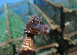iseahorse.jpg.webp