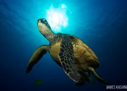 james_kashner_sea-turtle-photography.jpg.webp