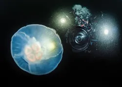 jellies-kayvon-to-post_edit_.jpg.webp