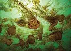 jellyfish-cali-brandon-cole.jpg.webp