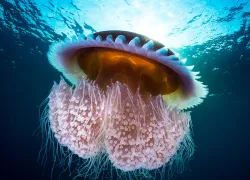 jellyfish-underwater-poisonous-mushroom-photo-contest-janjarasskuljpg.jpg.webp