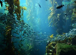 kelp-forest-shutterstock-andrew-b-stowe.png.webp