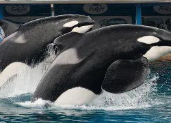 killer-whales-.jpg.webp