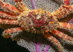 king-crab-shutterstock-john-a-anderson.jpg.webp