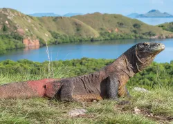 komodo-island-closure.jpg.webp