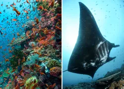komodo-reef-manta-fabien-michenet-beth-watson.jpg.webp