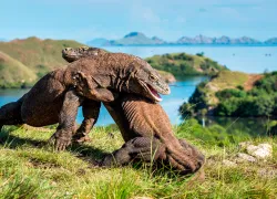komodo.scubadivingmagazine.may.jpg.webp
