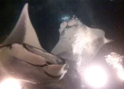 kona-night-dive-manta-encounter.jpg.webp