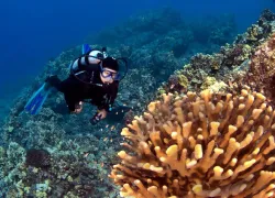 kona-scuba-diving_shutterstock.jpg.webp