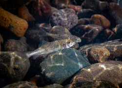 largescale_sucker_juveniles-.jpg.webp