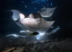 lauren_-_mantas_night.jpg.webp