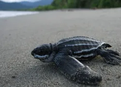 leatherback-sea-turtle-noaa-scott_benson.jpg.webp