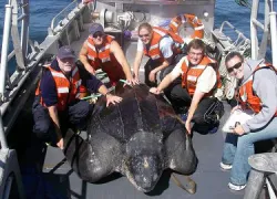 leatherback-turtle.jpg.webp