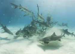 lemon-sharks-scavenging-shutterstock-a-cotton-photo.jpg.webp