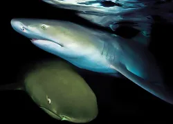 lemon_sharks_encounters_david_hall_scd_.jpg.webp