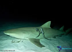 lemonshark_samanthawhitcraft_.jpg.webp