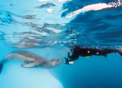 leopard-seal-behind-the-shot-scu.jpg.webp