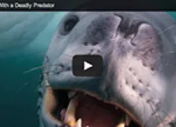 leopard-seal.jpg.webp