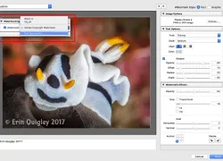lightroom_tutorial_erin_quigley_watermarking_scd.jpg.webp