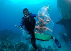 lionfish-derby-florida.jpg.webp