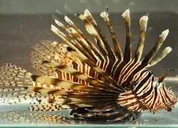 lionfish-removal-awareness-day-pensacola-florida.jpg.webp