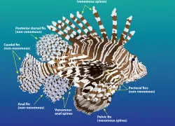 lionfish.jpg.webp