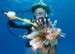 lionfish_thumb.jpg.webp