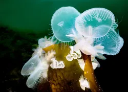 lions-main-nudibranch-patrick-webster.jpg.webp