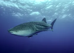 little_whale_shark-.jpg.webp