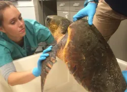 loggerhead_sea_turtle.jpg.webp