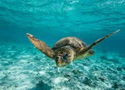 loggerheadturtle.jpg.webp