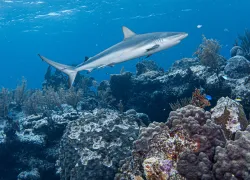 looekeyshark.lureen_ferretti.scubadivingmag.march.jpg.webp