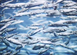 mackerel-school-shutterstock-yellowj.png.webp