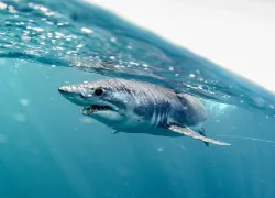 mako-shark-shutterstock-al-mcglashan.jpg.webp