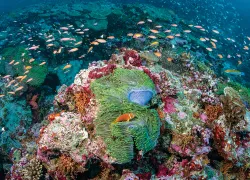 maldives-liveaboard-.jpg.webp