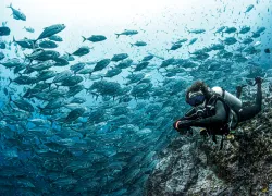malpelo-annie-crawley-_edit.jpg.webp